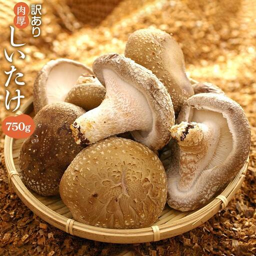 【有機】深山農園の 有機 中身美人の新鮮しいたけ ～アウトレット～750g