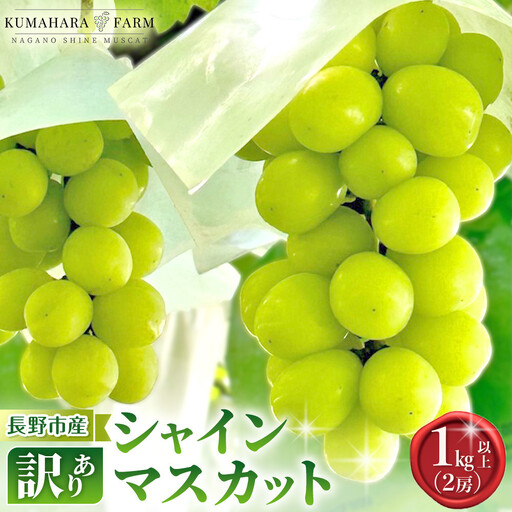 熊原果樹園 [訳あり]長野市シャインマスカット 1kg以上(2房) | シャインマスカット ぶどう 葡萄 フルーツ 果物 大粒 秀品 長野市産 松代 人気 おすすめ デザート 送料無料 長野県 長野市 信州 信濃 ふるさと納税