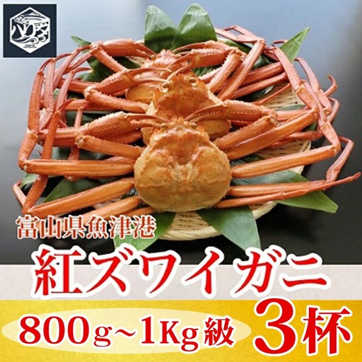 【冷蔵】自社漁船直送！魚卸問屋の紅ズワイガニ 800g～1kg級×3ハイセット ※2026年9月～発送