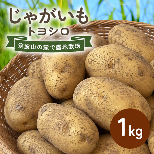 じゃがいも (トヨシロ) 1kg 産地直送 茨城県 石岡市 B03-018