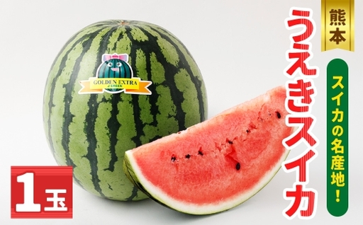 [ R8年熊本地震復興支援 ]熊本うえきスイカ 1玉 ( 約10kg ) スイカ すいか 西瓜 大玉スイカ 大玉 果物 くだもの フルーツ 果実 果肉 国産 熊本県産 甘み [ 2027年4月上旬から6月下旬発送予定 ]