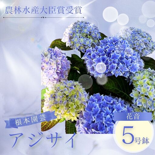 先行予約 アジサイ 花音-KANON 5号鉢 | あじさい 紫陽花 ブルー 花ギフト 鉢植え 根本園芸