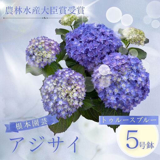 先行予約 アジサイ トゥルースブルー 5号鉢 | あじさい 紫陽花 ブルー 花ギフト 鉢植え 根本園芸