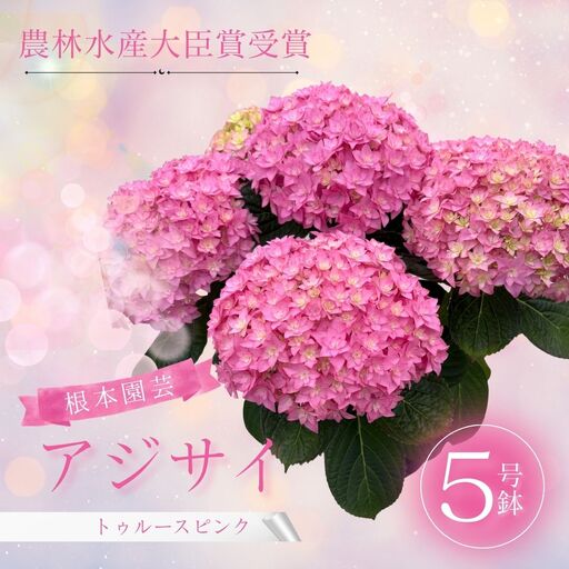 先行予約 アジサイ トゥルースピンク 5号鉢 | あじさい 紫陽花 ピンク 花ギフト 鉢植え 根本園芸