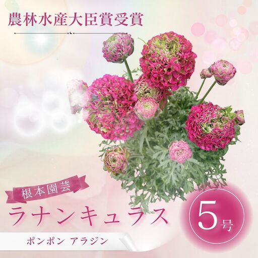 先行予約 ラナンキュラス ポンポン アラジン 5号鉢 | 赤 ピンク 花ギフト 鉢植え 根本園芸