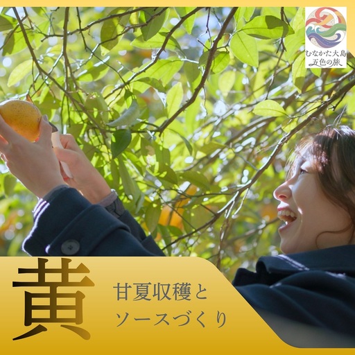 むなかた大島五色の旅「黄」甘夏収穫と甘夏ソース作り(1名様)〜テーマは[実り]〜[DMOむなかた]_HA2085 宗像大島 体験 チケット 甘夏 福岡県宗像市 宗像市 福岡 宗像