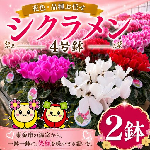 【期間限定】シクラメン 色 おまかせセット 4号×2鉢 | シクラメン