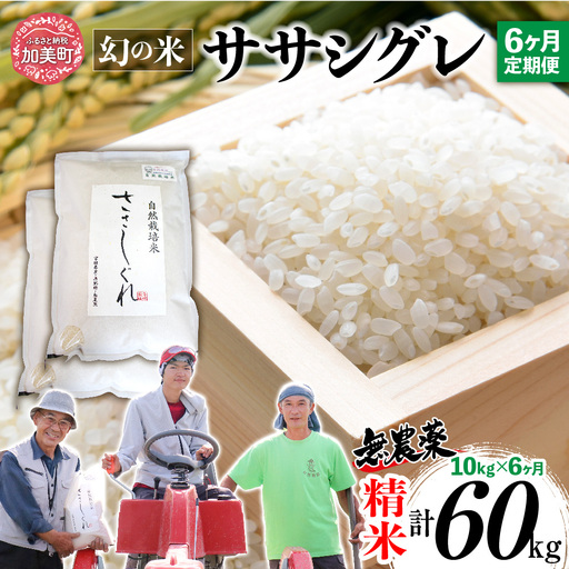 【新米予約】《 希少品種米 》 米 令和8年 宮城県産 ササシグレ ( 栽培期間中農薬・肥料不使用 ) 【 6回 定期便 】 精米 白米 10kg × 6ヶ月 （ 合計 60kg ） | nt-ss10-t6-r8