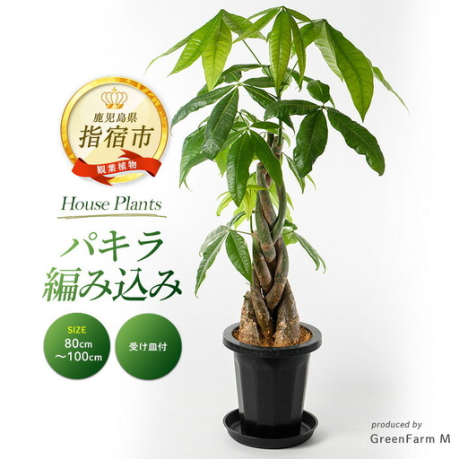 [観葉植物]パキラ 編み込み 80cm〜100cm Green Farm M IB075-022 観葉植物 ※北海道・沖縄・離島配送不可