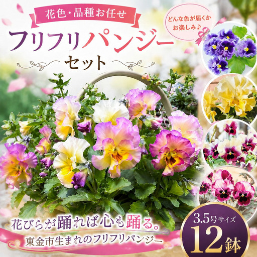 鉢 【フリフリパンジー】花色 品種おまかせ 鉢 3.5号 ? 12鉢