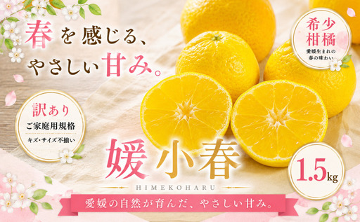 [訳あり 愛媛県産媛小春 合計約1.5kg]『2027年1月下旬〜3月下旬迄に順次出荷予定』 ひめこはる 希少種 甘い ご家庭用 果汁 果物 くだもの フルーツ みかん オレンジ 柑橘 人気柑橘 特産品 株式会社OSN 愛媛県 西予市 [常温]OOS0073