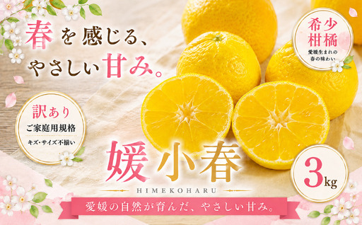 ＜訳あり 愛媛県産媛小春 合計約3kg＞『2027年1月下旬～3月下旬迄に順次出荷予定』 ひめこはる 希少種 甘い ご家庭用 果汁 果物 くだもの フルーツ みかん オレンジ 柑橘 人気柑橘 特産品 株式会社OSN 愛媛県 西予市 【常温】OOS0074