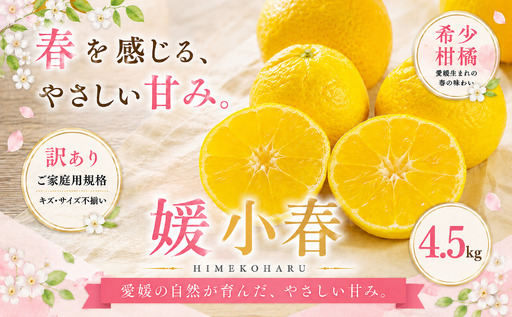 ＜訳あり 愛媛県産媛小春 合計約4.5kg＞『2027年1月下旬～3月下旬迄に順次出荷予定』 ひめこはる 希少種 甘い ご家庭用 果汁 果物 くだもの フルーツ みかん オレンジ 柑橘 人気柑橘 特産品 株式会社OSN 愛媛県 西予市 【常温】OOS0075
