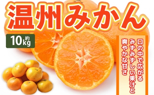 温州みかん 約10kg 2S ～ 2Lサイズ みかん ミカン 蜜柑 果物 くだもの フルーツ 柑橘 柑橘系 柑橘類 果実 果肉 国産 熊本県産 【 2026年11月上旬～12月上旬発送予定 】