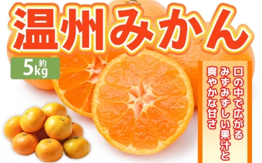 温州みかん 約5kg 2S ～ 2Lサイズ みかん ミカン 蜜柑 果物 くだもの フルーツ 柑橘 柑橘系 柑橘類 果実 果肉 国産 熊本県産 【 2026年11月上旬～12月上旬発送予定 】