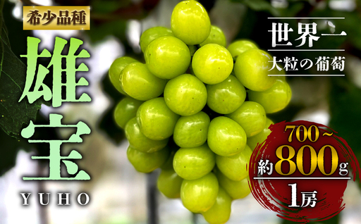 [10月上旬以降順次発送]雄宝 1房 約700g〜約800g 希少品種 白ぶどう ぶどう 葡萄 希少 果物 高糖度 くだもの フルーツ 秋 秋の味覚 新鮮 期間限定 皮ごと 大粒 ブドウ お取り寄せ 産地直送 甘い ジューシー 美味しい みずみずしい 瑞々しい サクサク 贈り物 ギフト 贈答品 熊本県 阿蘇市 [A2108]