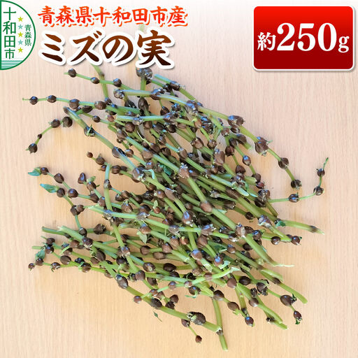 [9月中旬発送・先行受付]山菜 ミズの実 約250g 青森県十和田市産