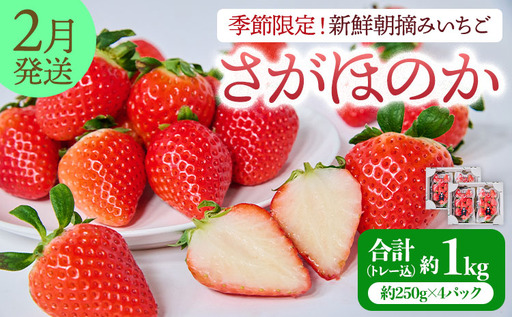 先行予約 [2027年2月発送]季節限定! 新鮮朝摘みいちご「さがほのか」約1kg (250g×4パック)