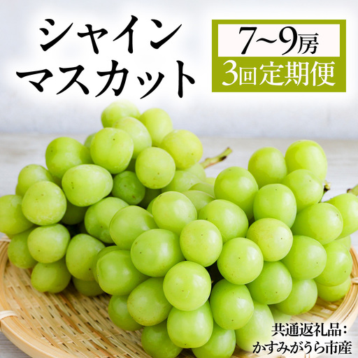 [3回定期便] シャインマスカット 7〜9房(約5kg) (県内共通返礼品:かすみがうら市産) マスカット しゃいんますかっと 皮ごと フルーツ 果物 くだもの ぶどう ブドウ 葡萄 新鮮 季節限定 旬 旬の果物 季節の 茨城 [BR189]