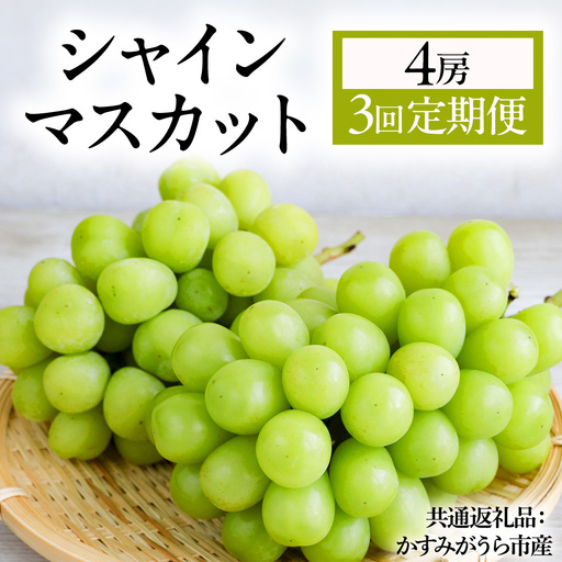 【3回定期便】 シャインマスカット 4房  (県内共通返礼品:かすみがうら市産) マスカット しゃいんますかっと 皮ごと フルーツ 果物 くだもの ぶどう ブドウ 葡萄 新鮮 季節限定 旬 旬の果物 季節の果物 茨城 [BR188]