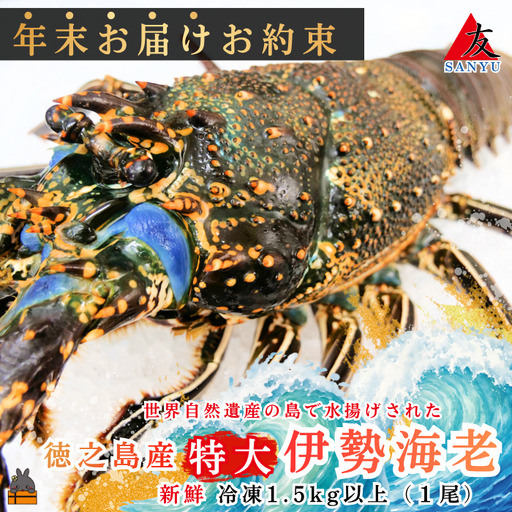 [年末お届けお約束]新鮮なまますぐ冷凍!!徳之島産冷凍“特大"伊勢海老1尾(1.5kg以上) ( 伊勢えび イセエビ 伊勢えび 伊勢エビ えび エビ 海老 鍋 サンユウ )