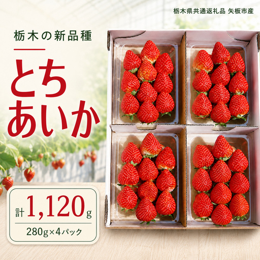 澳原さんの「とちあいか」 1,120g (280g×4P)| 栃木県共通返礼品 矢板市産 いちご 果物 フルーツ 栃木県下野市