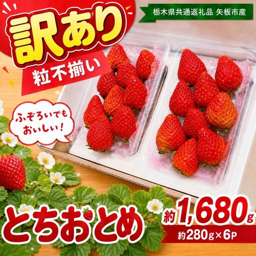 訳あり 粒不揃い とちおとめ 1,680g (280g×6P) | 栃木県共通返礼品 矢板市産 いちご 果物 フルーツ 栃木県下野市