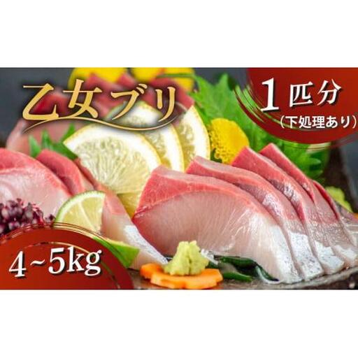 乙女ブリ 1本 4~5kg 三枚におろす（皮つき、アラ入り） 丸ごと一本 ブランド鰤 極みブリ 冷蔵 ブリ しゃぶ 高知県 須崎市 高知 鰤 年末 正月 KS036