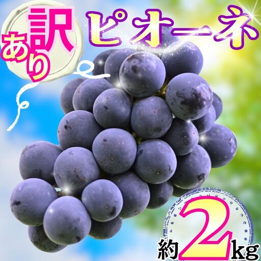 訳あり ピオーネ 約 2kg ご家庭用 ぶどう 【2026年9月中旬頃～順次発送】 農家直送 山形県 朝日町産 山形産 家庭用 自宅用 不揃い 規格外 ブドウ 葡萄 グレープ 果物 フルーツ 秋 送料無料