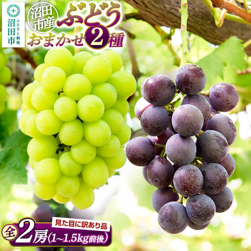 沼田市産 ぶどう おまかせ2種 全2房 (約1kg〜1.5kg) ご家庭用 まるいぶどう園
