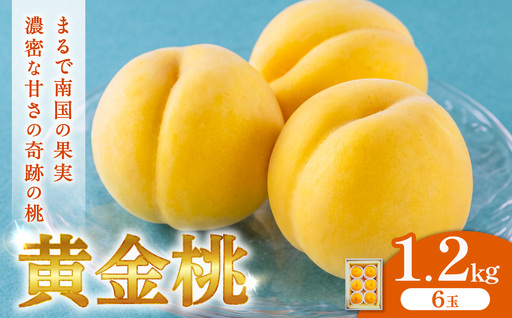 [2027年発送・先行予約]黄金桃6玉(1.6kg以上)(令和9年8月下旬〜2026年9月中旬頃発送)[桃]_bz