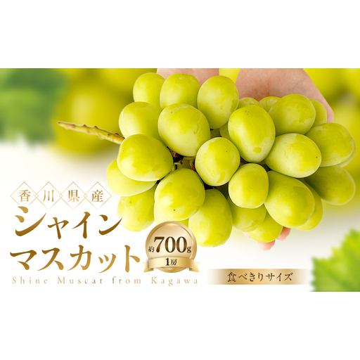 [食べきりサイズ] シャインマスカット 約700g ぶどう ブドウ 葡萄 香川県産 国産 フルーツ 果物