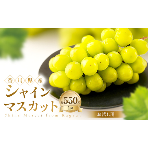 [お試し用] シャインマスカット 約550g ぶどう ブドウ 葡萄 香川県産 国産 フルーツ 果物