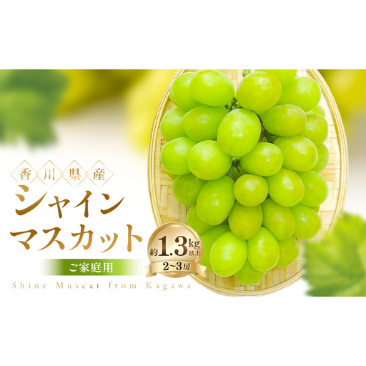 ご家庭用 シャインマスカット 約1.3kg以上(2〜3房) ぶどう ブドウ 葡萄 香川県産 国産 フルーツ 果物