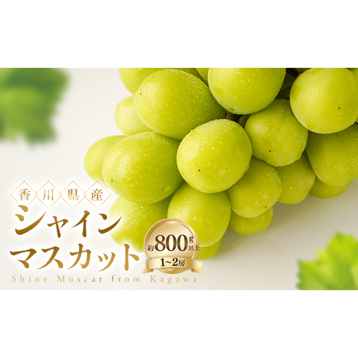 シャインマスカット 約800g以上(1〜2房) ぶどう ブドウ 葡萄 香川県産 国産 フルーツ 果物