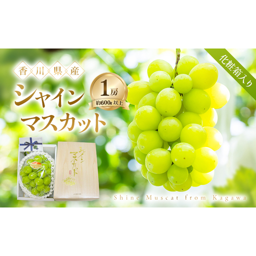 [8月31日(夏休み)までの期間限定!!] シャインマスカット 1房 化粧箱入り(約600g以上) ぶどう ブドウ 葡萄 香川県産 国産 フルーツ 果物