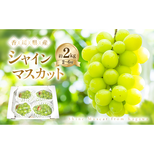 シャインマスカット 約2kg ぶどう ブドウ 葡萄 香川県産 国産 フルーツ 果物