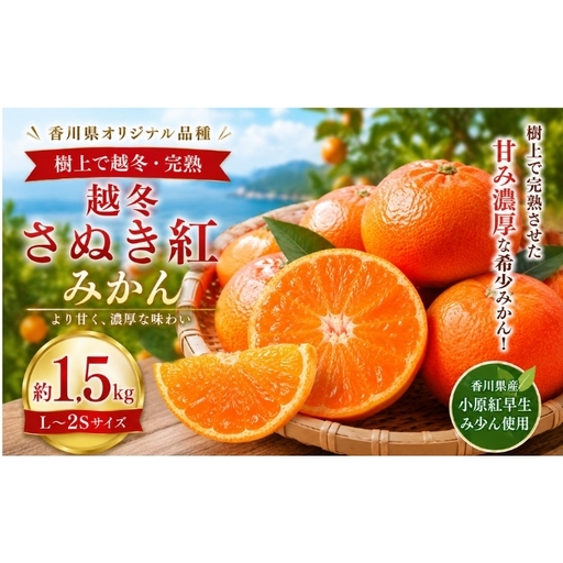 越冬さぬき紅みかん  約1.5kg  みかん フルーツ 果物 香川県 土庄町