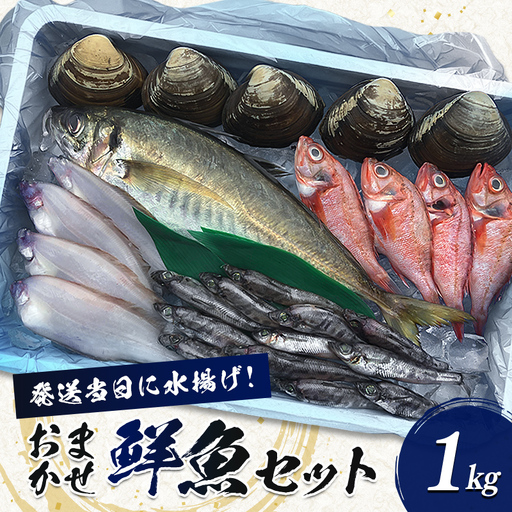 鮮度抜群!相馬原釜港直送 旬のおまかせ鮮魚セット 約1kg