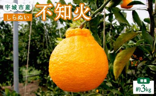 先行予約 不知火 3kg [2027年2月上旬-4月下旬発送予定] ひかる農園