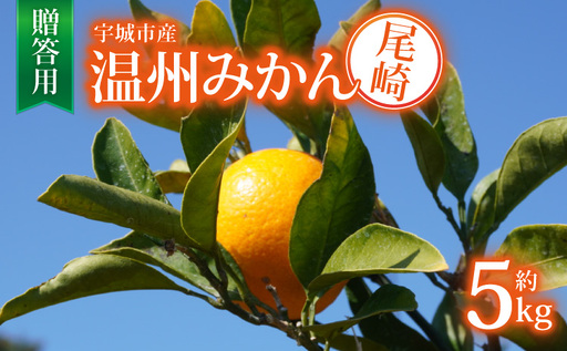 令和8年熊本地震復興支援 先行予約 宇城市産 尾崎 温州みかん 約5kg【贈答用】【2026年12月上旬～12月下旬頃順次発送予定】ひでみかん