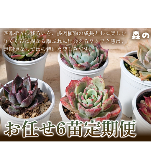 [何が届くかお楽しみ!]色づきの美しい多肉植物お任せ6苗6か月定期便 多肉植物 多肉 植物 家庭菜園 初心者 簡単 厳選 無加温 お任せ 苗 美しい ハウス 色鮮やか 輸入苗 名張市特有 盆地気候 三重県 名張市