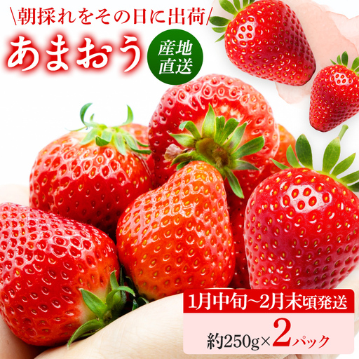 いちご   産地直送　福岡県産あまおういちご　エコ農産品 (約250g×2パック)  【1月中旬〜2月末限定】 ※北海道・沖縄・離島は配送不可  いちご