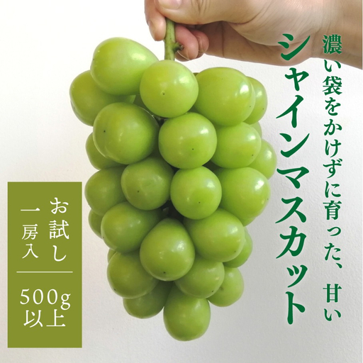 [お試し便]シャインマスカット 1房入 500g以上 (岡山県産) きよとう果樹園のこだわりシャイン