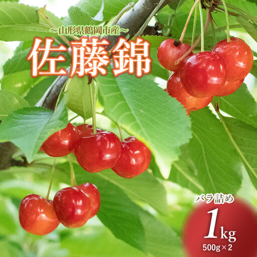 【令和9年産】さくらんぼ 佐藤錦 (Lサイズ以上) バラ詰め 1kg (500g×2) 榎本菜園 K-966