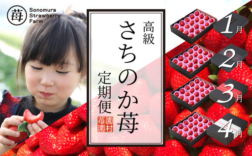 【先行受付】園村苺園　高級いちご「さちのか苺」約500ｇ 4回発送(1月～4月)_U74-T048_4