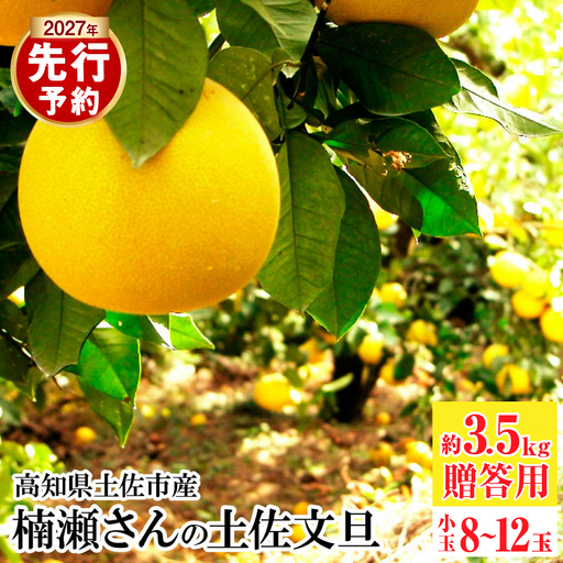 [先行予約]まる庄果樹園 楠瀬さんの土佐文旦 贈答用小玉 約3.5kg Lサイズ 8〜12玉 [2027年2月15日〜2027年4月5日発送][BQAF023]