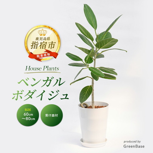 観葉植物 ベンガルボダイジュ フィッカス ベンガレンシス 60cm〜80cm Green Base IB003-047 観葉植物 観葉植物