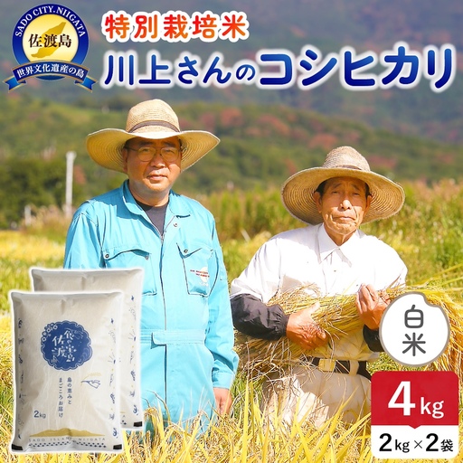 令和8年産 佐渡島産川上さんのコシヒカリ 白米4kg 特別栽培米 195962-111202