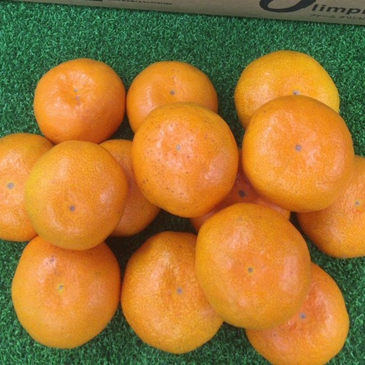 ＜ R8年熊本地震復興支援 ＞熊本県産 特別栽培 温州みかん 約5kg くだもの 果物 フルーツ 果実 果汁 甘み 国産 みかん ミカン 蜜柑 果肉 【 2026年10月上旬～2027年1月上旬発送予定 】